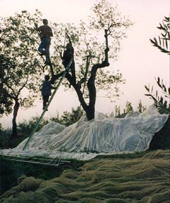 Olivenernte bei Margit und Hannes