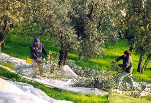 Olivenernte