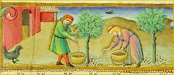 Historische Olivenernte