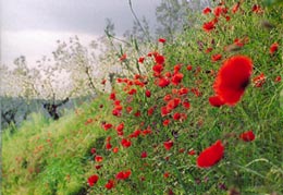 Mohnblumen im Olivenhain