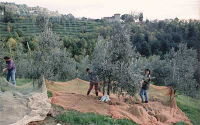 Olivenernte auf der Azienda Agricola Il Poggetto