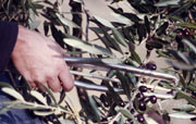 Olivenerntezange