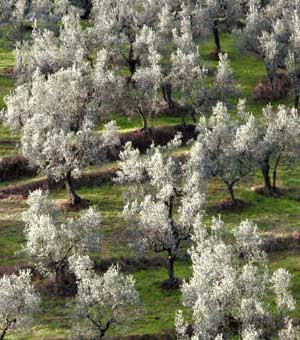 Olivenhain während der Blüte